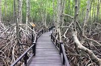 Mangrove Forest Park Nature Trail and River Boat Ride to Khao Daeng Mountain with Private Guide 8