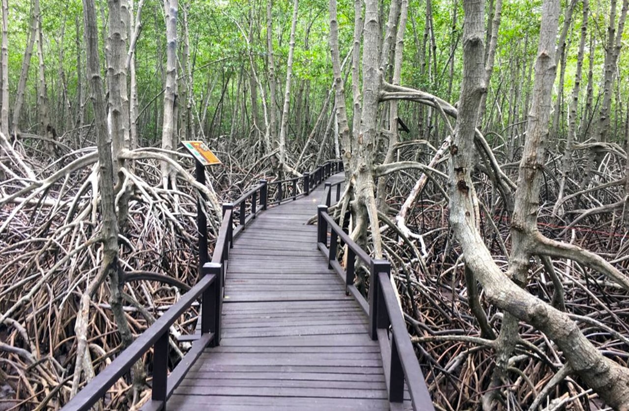 Mangrove Forest Park Nature Trail and River Boat Ride to Khao Daeng Mountain with Private Guide 8