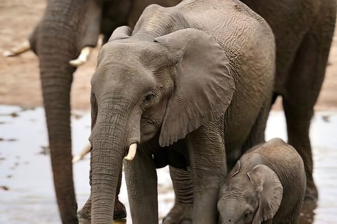 A close-up of an adult African elephant and its calf standing together in the wild.