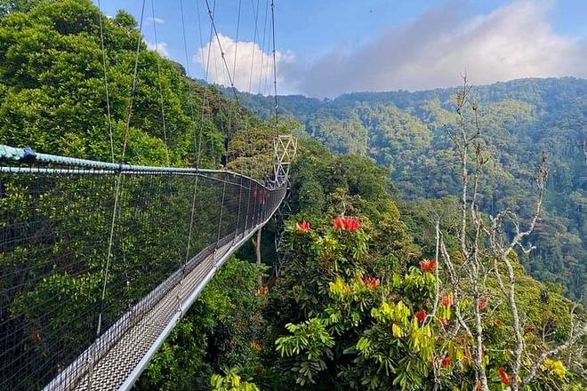 Nyungwe forest national park