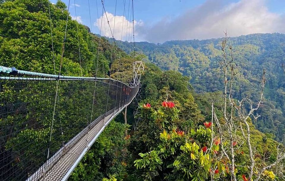 6-Day Gorilla and Chimpanzee Safari in Rwanda