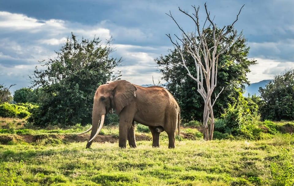 6 Days – Lake Manyara, Serengeti, Ngorongoro & Tarangire Safari