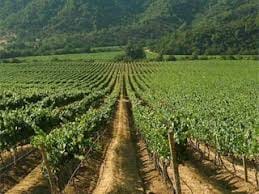Travel in a hot air balloon and  good wine in Casablanca valley 9