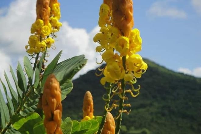 St Lucia Northern Island Tour photo 3