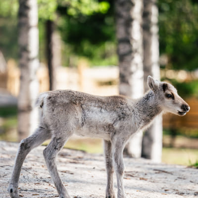 Santa Claus Sommerzauber in Rovaniemi – Ein unterhaltsames und unvergessliches Treffen mit Rentieren im Sommer und Herbst