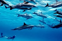 Mnemba Island Dolphins Watching and Snorkeling 9