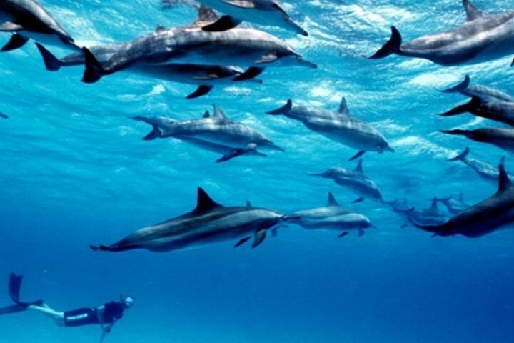 Mnemba Island Dolphins Watching and Snorkeling 9