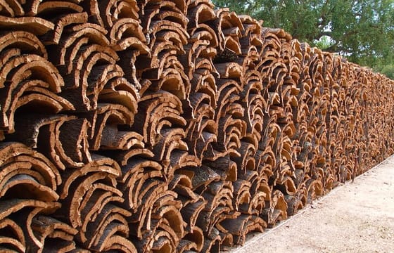 Évora: Cork and Castle: Private walking tour with driver