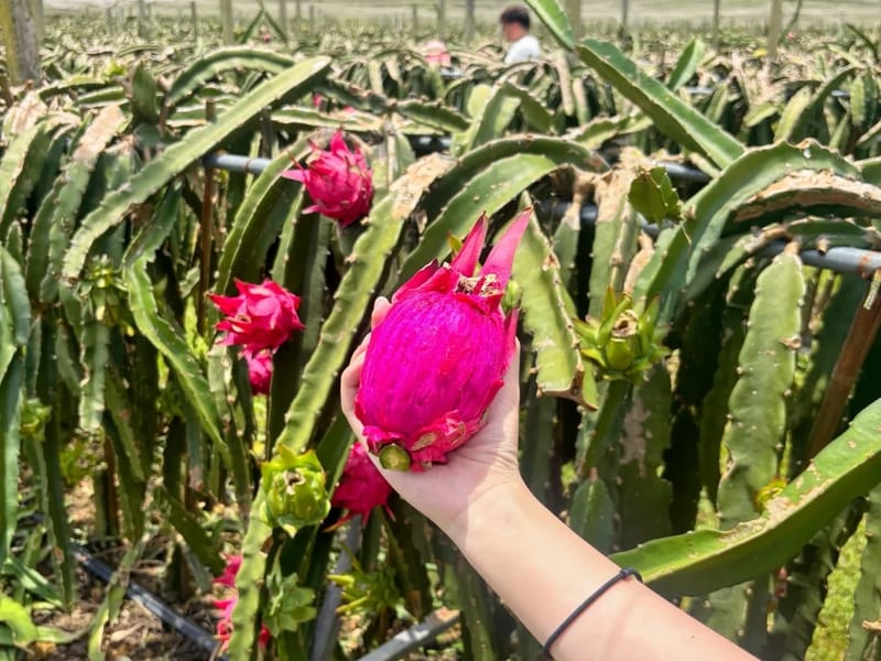 Shenzhen: Zengcheng Grape Picking & Forest Private Day