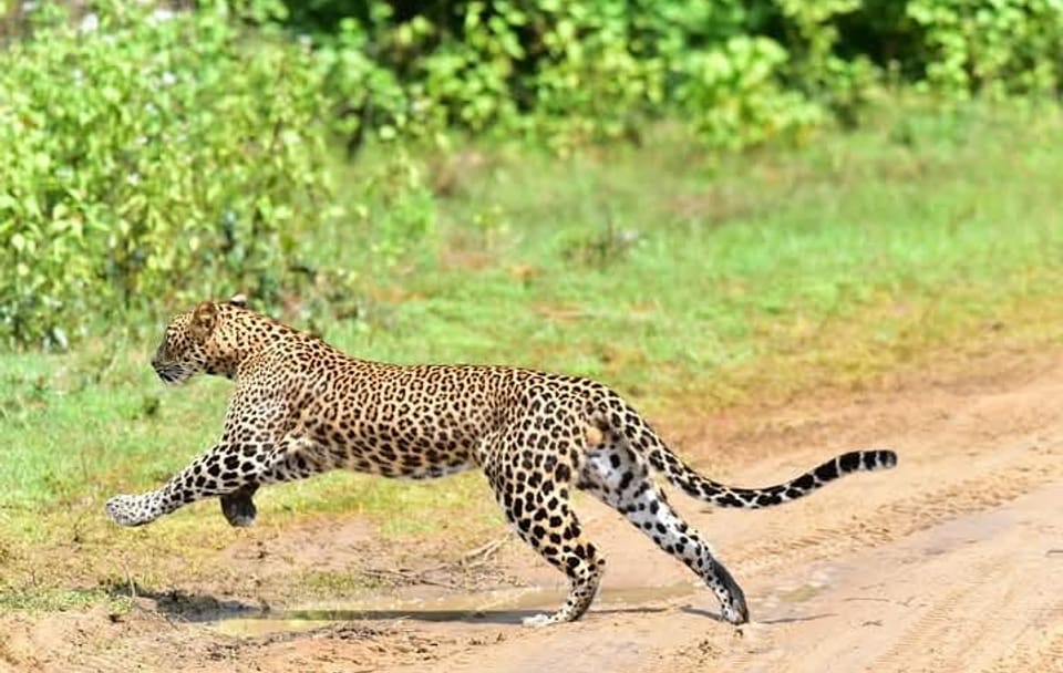 Yala National Park Safari from Ella