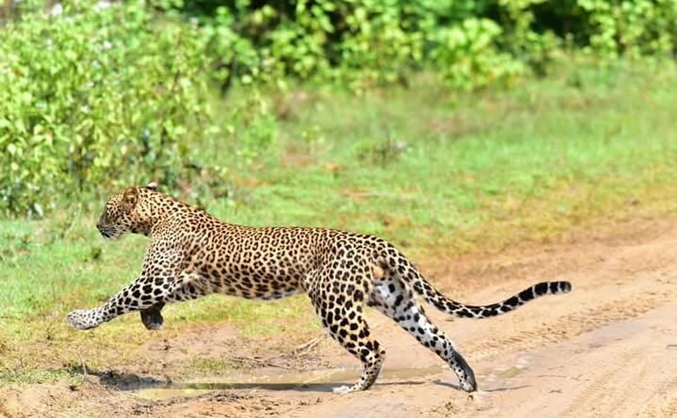 Yala National Park Safari Tour from Ella, Sri Lanka
