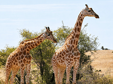 Garamba National Park Savanna Safari Track Kordofan giraffes, elephants, and lions across one of Africa’s oldest parks