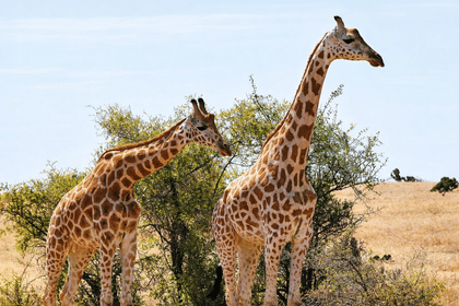 Garamba National Park Savanna Safari Track Kordofan giraffes, elephants, and lions across one of Africa’s oldest parks