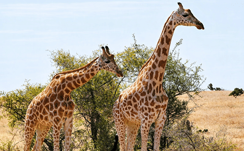Garamba National Park Savanna Safari Track Kordofan giraffes, elephants, and lions across one of Africa’s oldest parks
