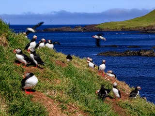 Private Eastfjords Seasonal Wildlife Tour from Seyðisfjörður, photo 11