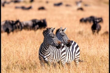 5 Day Kenya Wild Safari Tour Adventure in 3 Famous Parks