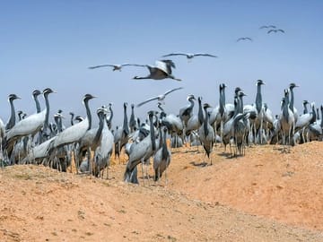 3 Day Jaisalmer Desert and Kheechan Bird Tour from Jodhpur
