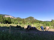 Pleasant horse riding walk in Northern Bulgaria 4