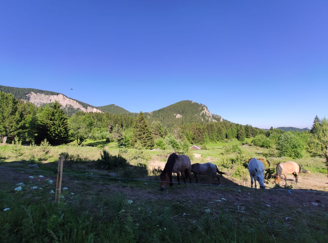 Pleasant horse riding walk in Northern Bulgaria 4