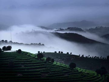 Half-day Tour: Largest Tea Plantation & Amazing Xianggong Hill
