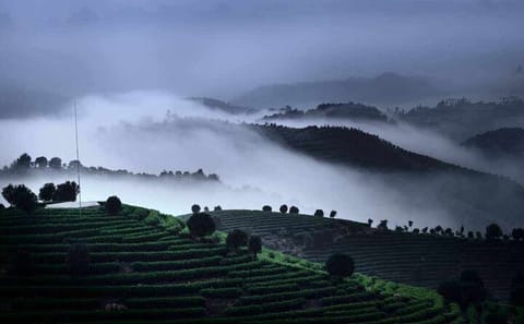 Half-Day Tour of the Largest Tea Plantation and Xianggong Hill