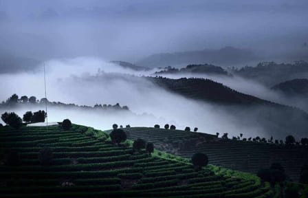 Half-Day Tour of the Largest Tea Plantation and Xianggong Hill