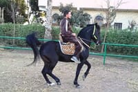 Swimming By Horse in Red Sea, Horse Riding Sea &amp; Desert-Hurghada