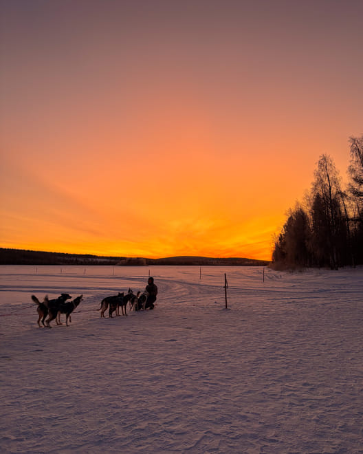 Rovaniemi: Insider Husky Sleigh Ride Adventure