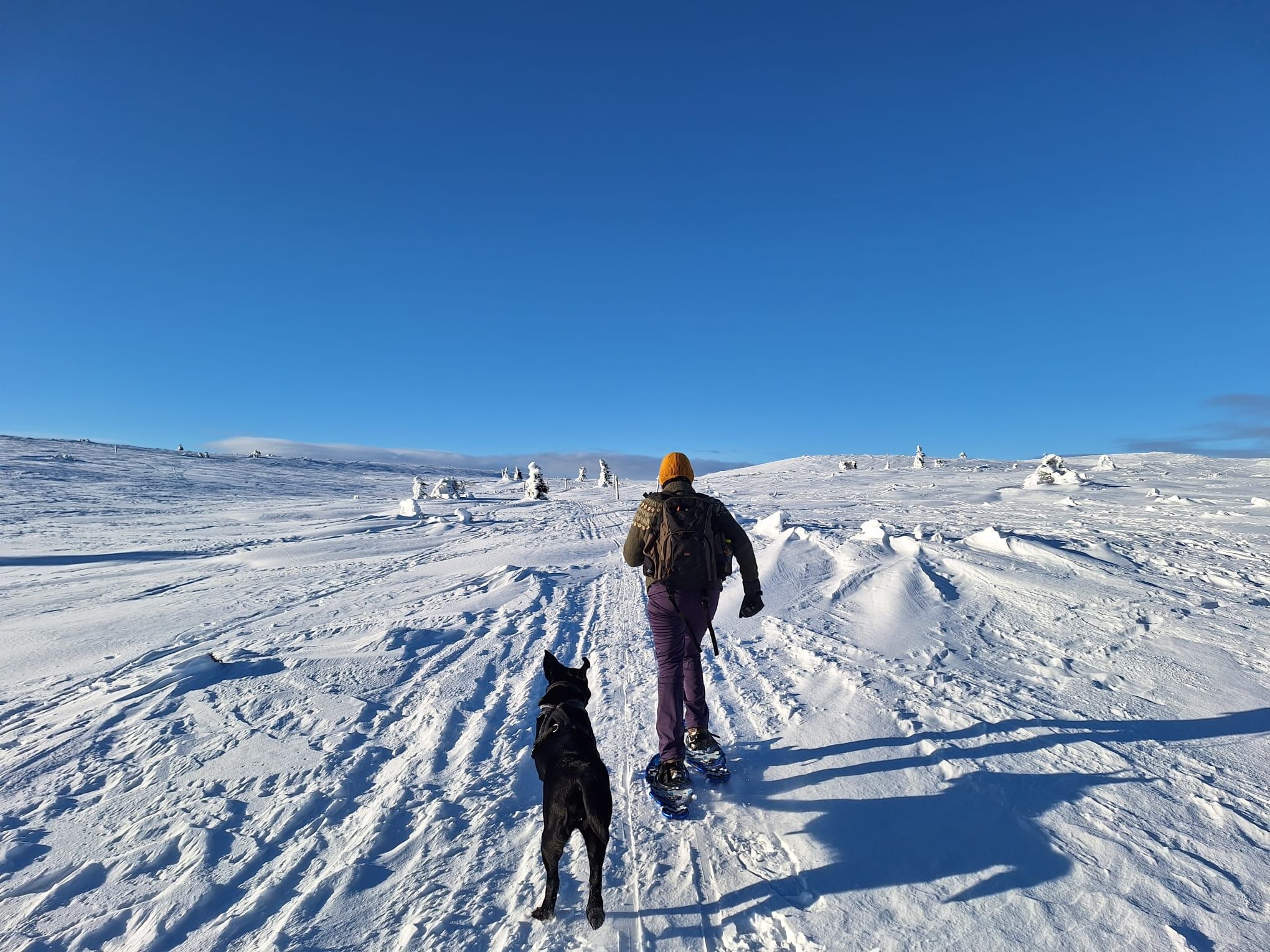 A person and a dog walking with snowshoes across a snowy trail under a clear blue sky – representing the calm and magic of Arctic winter.