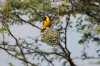 Victoria Falls: Birdwatching Adventure 5