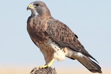 Desert Safari Adventure Dubai