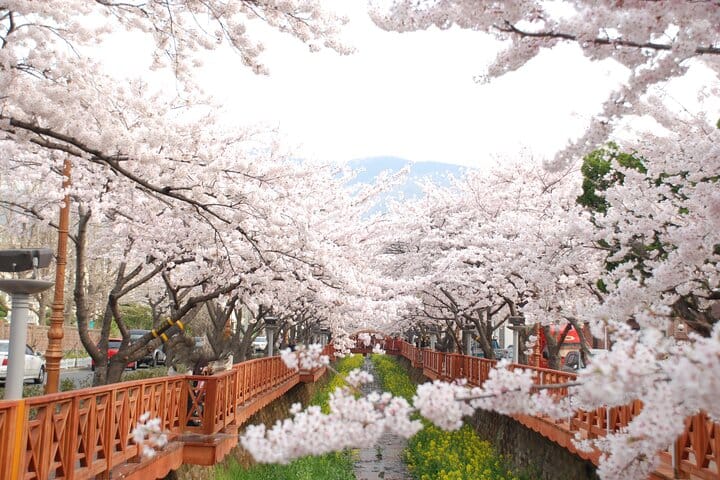 Yeojwacheon - Jinhae cherry blossom festival