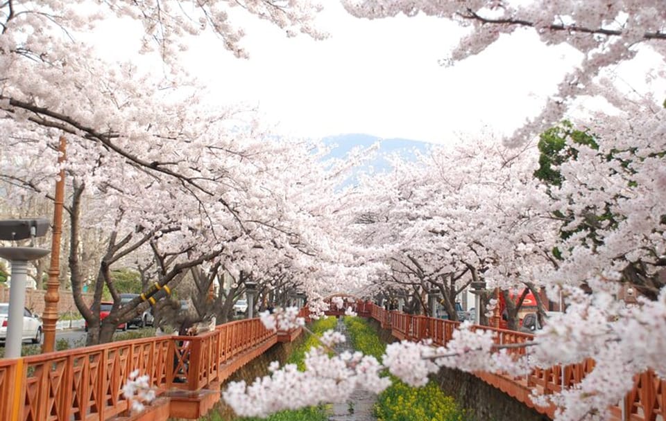 5D Private Korea Cherry blossom tours in Seoul Busan Nami Sokcho