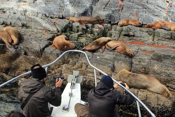 Beagle Channel and Sea Lions Island Catamaran Cruise 7