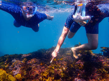 Family Snorkeling Adventure in Sydney's Aquatic Reserve