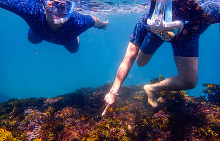 Family Snorkeling Adventure in Sydney's Aquatic Reserve
