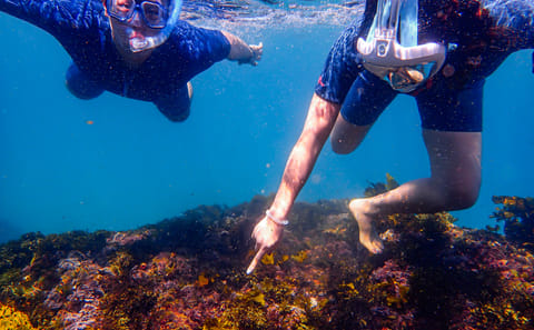 Family Snorkeling Adventure in Sydney's Aquatic Reserve