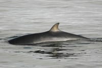 Reykjavík Whales & ATV 6