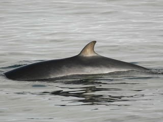 Reykjavík Whales & ATV, photo 6
