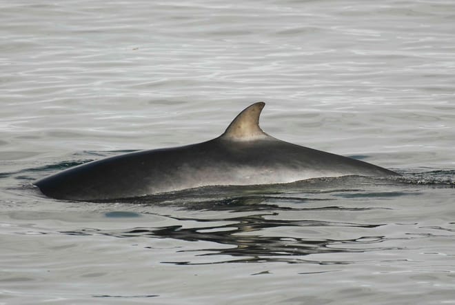 Reykjavík Whales & ATV 6