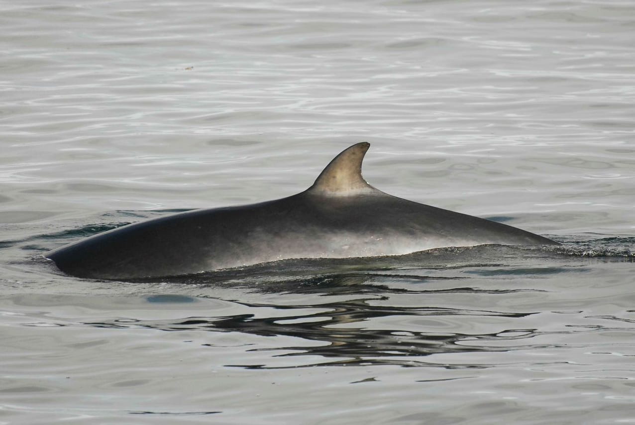 Reykjavík Whales & ATV 6