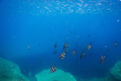 Private Snorkeling Tour In Sydney’s Marine Reserve