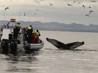 Whales, Puffins & Reykjavík, photo 18