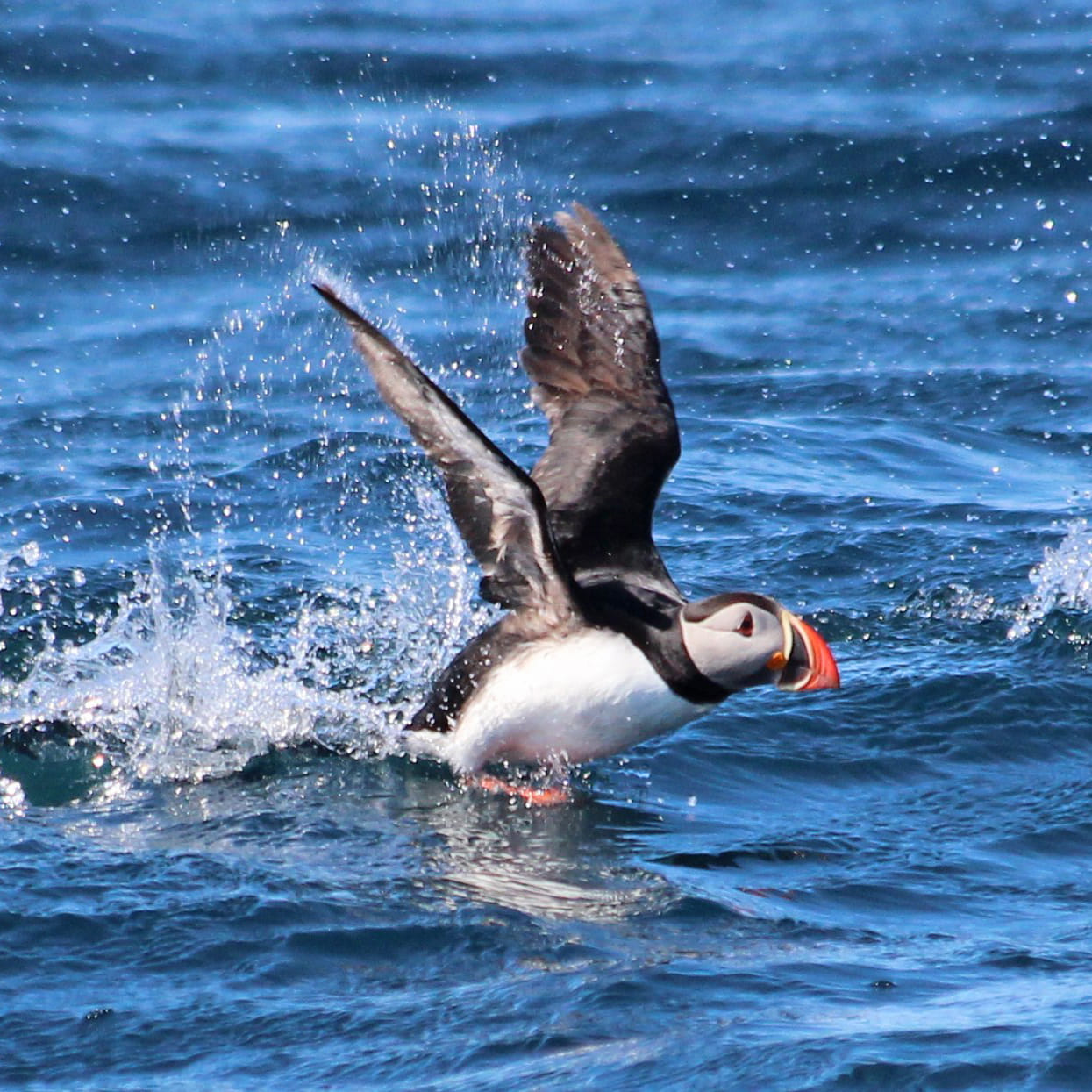 Gentle Giants Whale Watching from Husavik, Iceland - GG2 Big Whale Safari and Puffins with a local Family Company