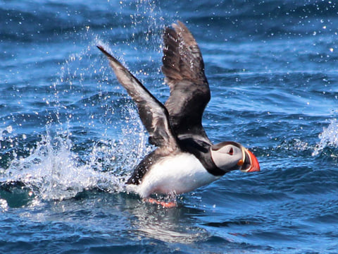 Gentle Giants Whale Watching from Husavik, Iceland - GG2 Big Whale Safari and Puffins with a local Family Company