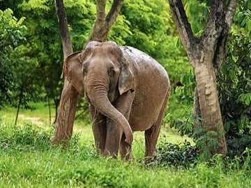 Ethical Elephant Observation by Samui Elephant Sanctuary