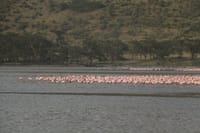 Lake dwellers: birds find solace on the shores