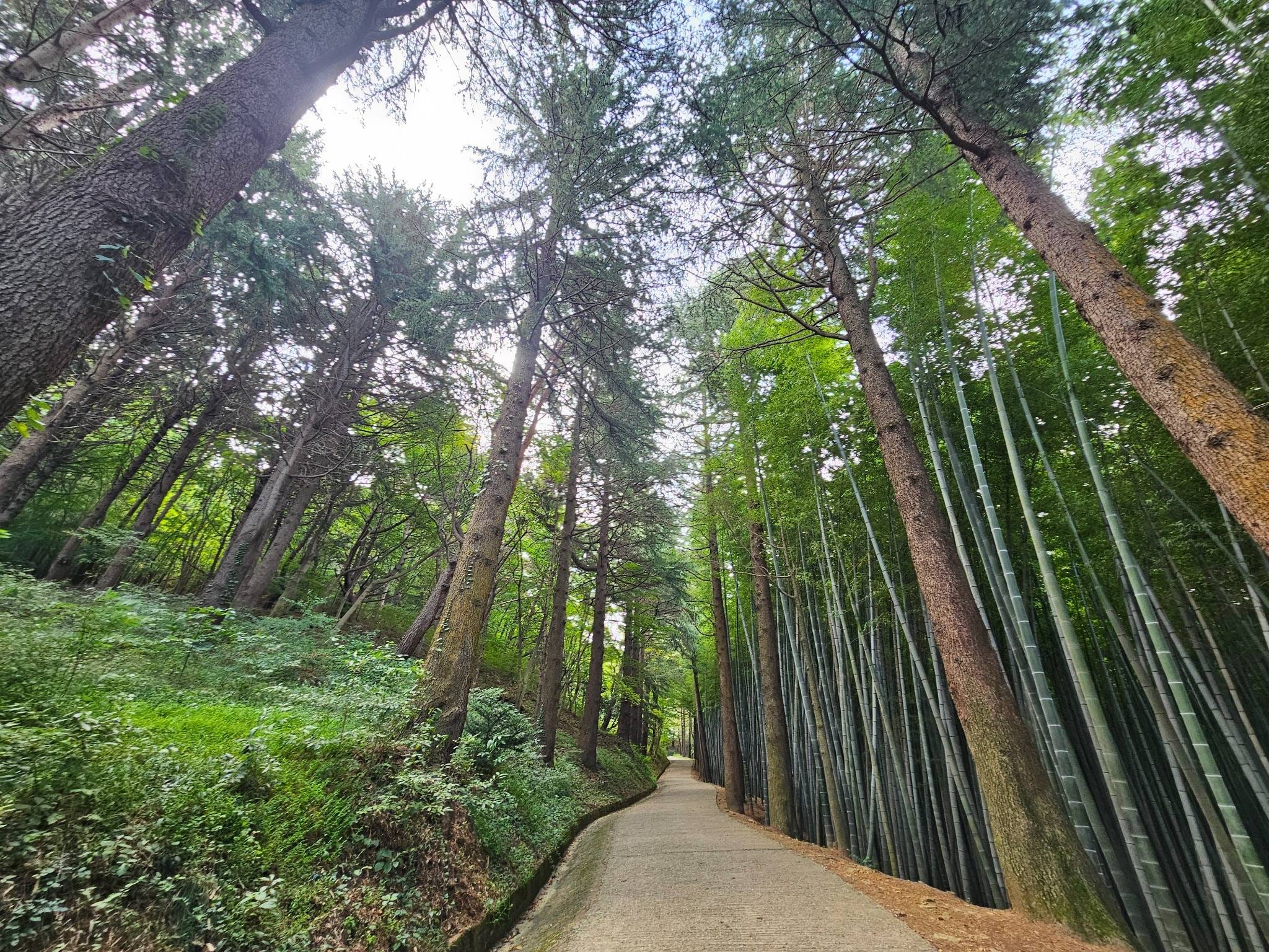 Pine trees standing among the tall bamboo forest in Ahopsan