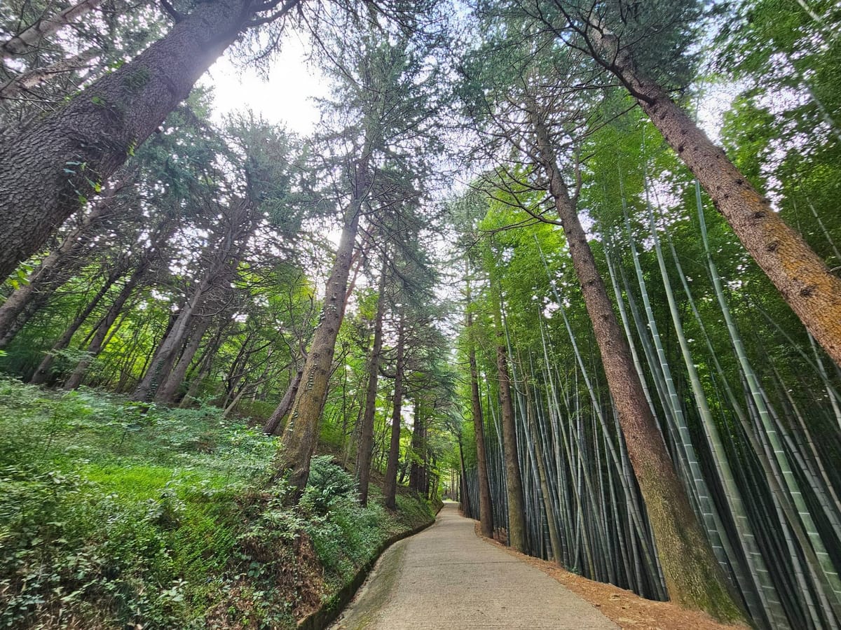 Quiet pine trees nestled inside Ahopsan Forest