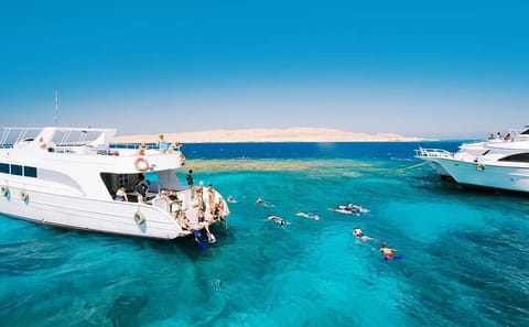 Swim with Dolphins and Snorkel at Satayeh Reef from Cairo